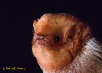 An eastern red bat, making a very serious face.  Eastern red bats have an almost pug-like quality to them, making them very memeable.