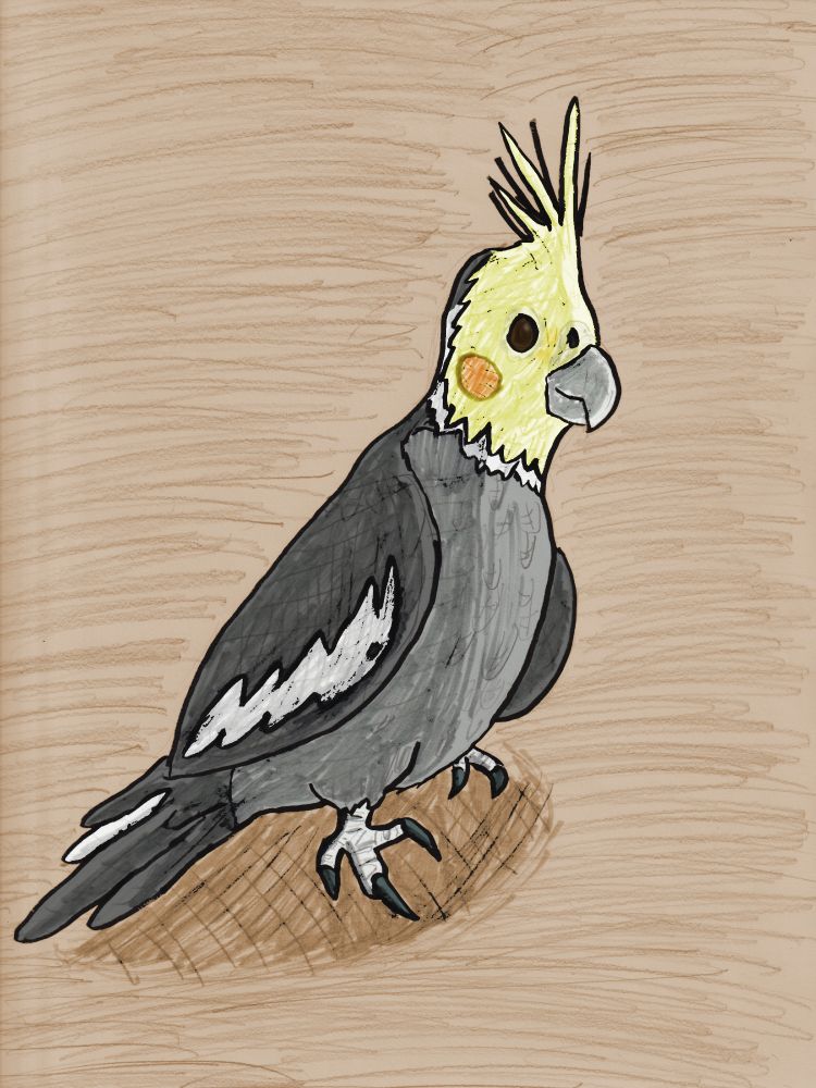 A drawing I made years ago of a cockatiel (standard grey, yellow, and white coloration) standing in a nondescript brown background.  Face full of whimsy with orange cheeks, as cockatiels do.