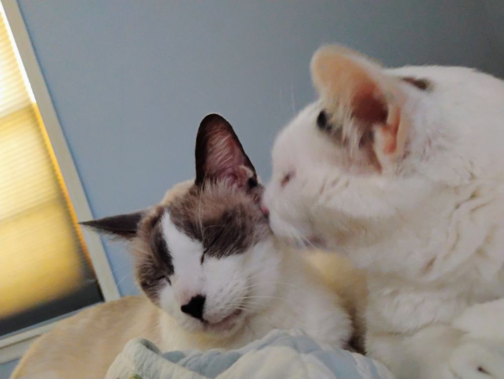 Gibson, a mostly white cat, grooms Gus, a lilac and white cat with a black nose. Gus has his eyes closed and is smiling.