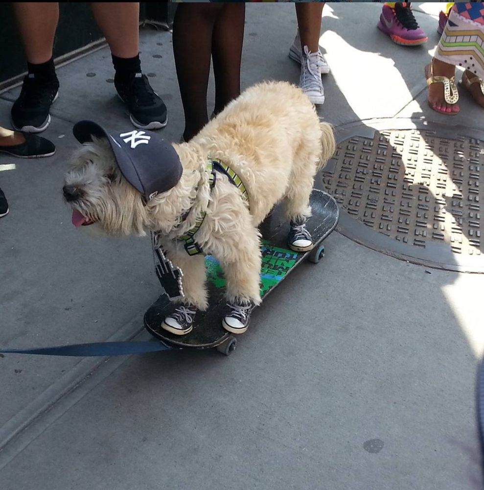dog on skateboard wearing shoes and a Yankees cap.