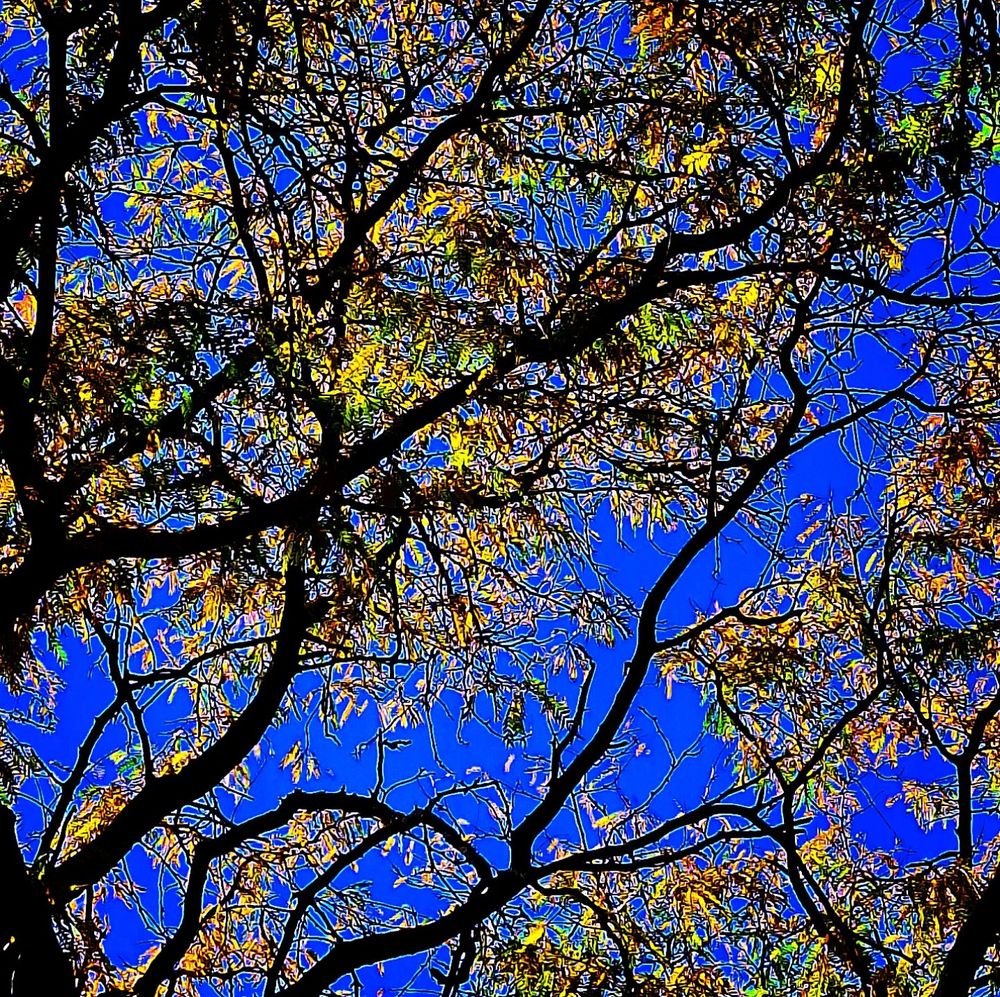 Blue sky, tree branches, leaves. Sharp focus.