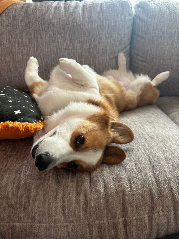 Corgi 