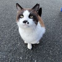 This is Oreo. He is such a sweet and friendly furbaby.