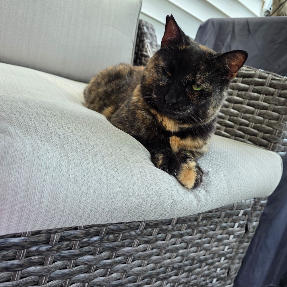 My semi feral tortie girl to me. I love her.