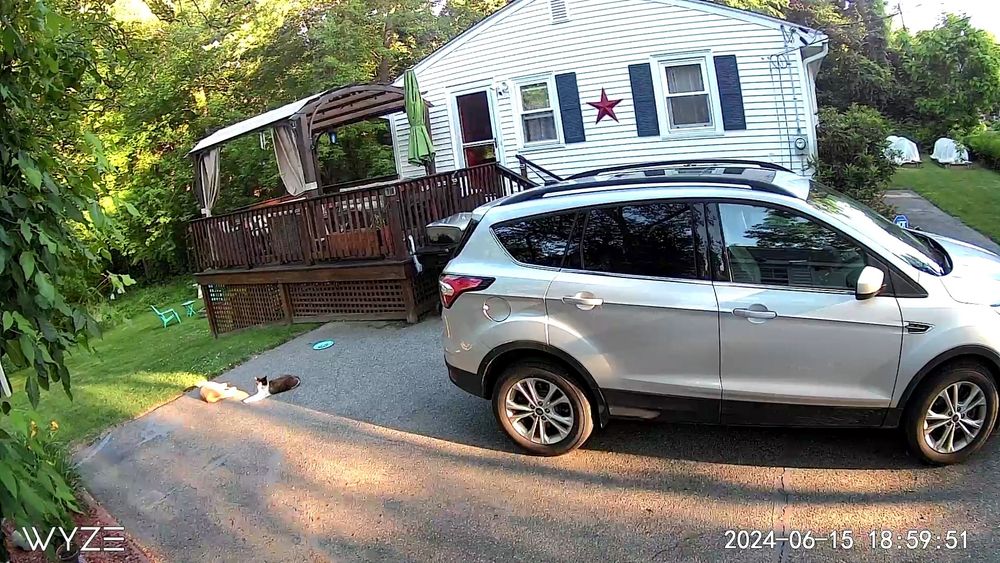 Momo and Oreo are laying next to each other in the driveway.