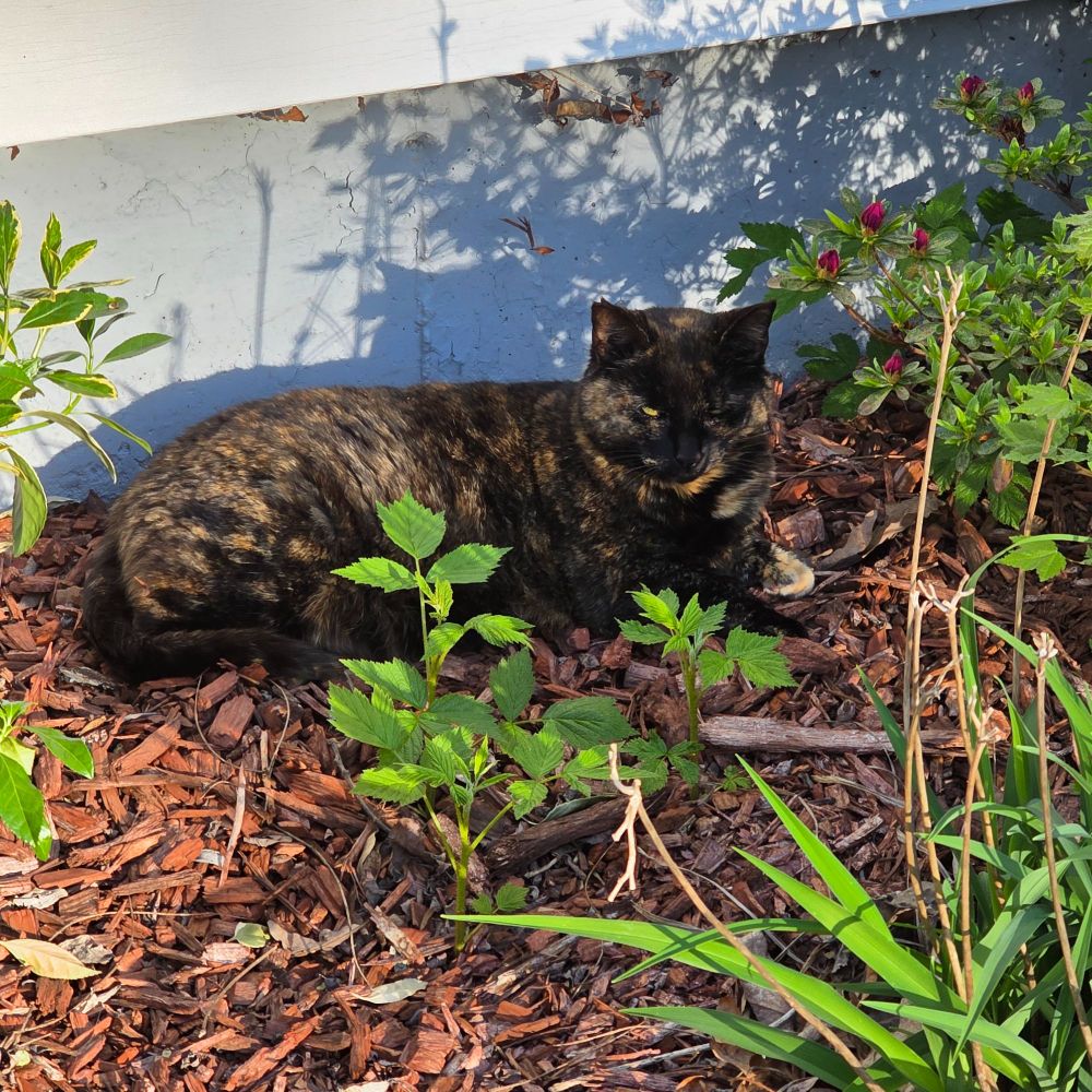 Relaxing in the bushes, where she picks up ticks. I have to remove them.