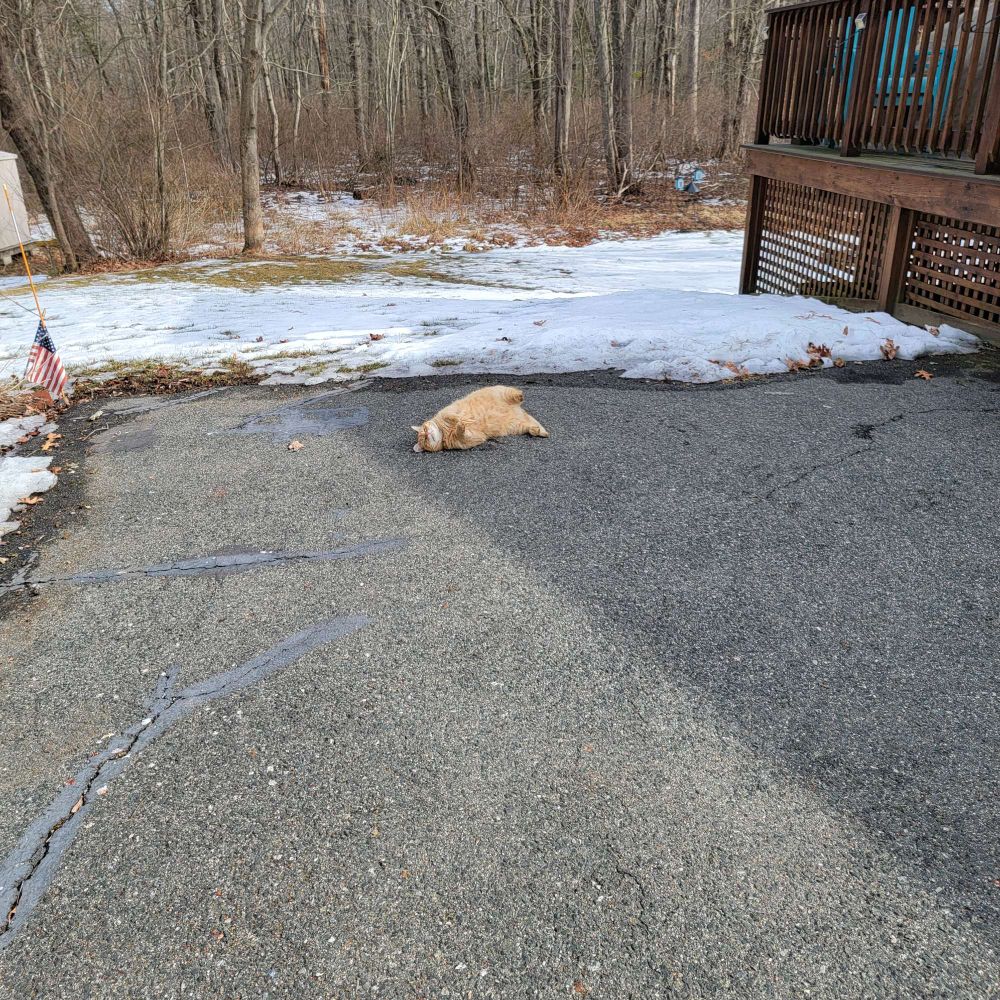 Momo is doing his rolling around when I come out. He does this a lot during the summer. He looks so cute.