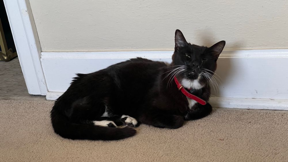 A black and white cat with a red collar lays in front of a white baseboard.