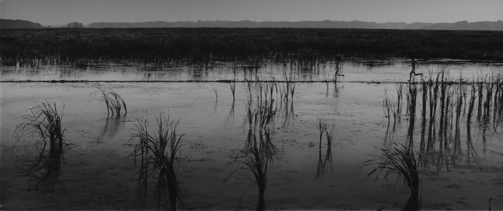 Two human figures running in a grassy wetlands.