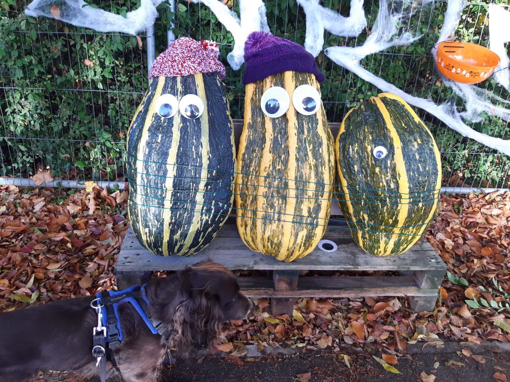Brown spaniel sniffing three enormous marrows with woolly hats and googly eyes