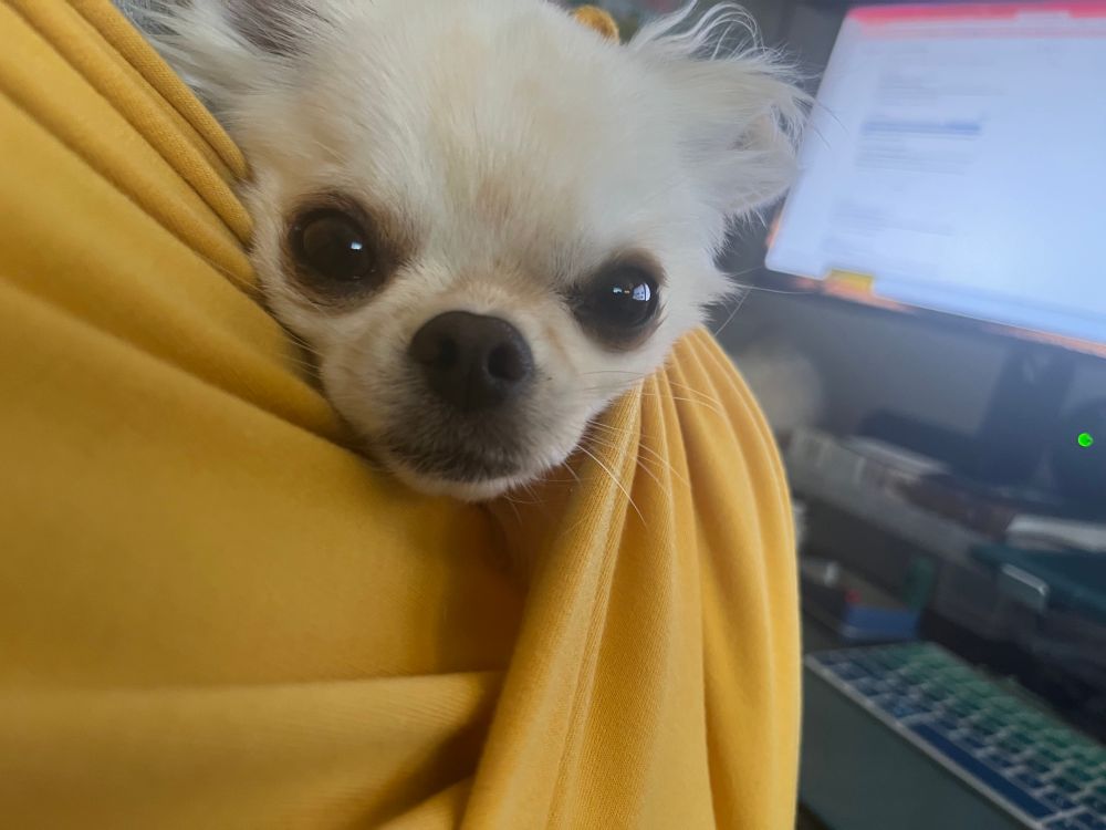 Small white Chihuahua wrapped up in a yellow fabric dog carrying sling
