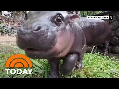 Meet Moo Deng, the baby pygmy hippo taking the internet by storm