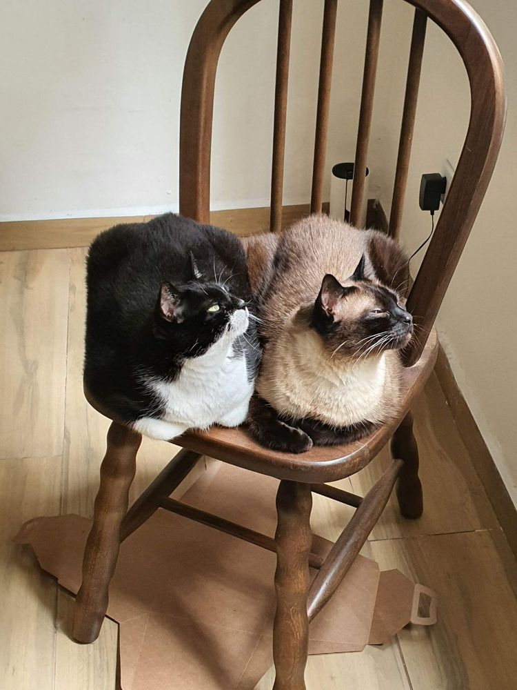 Foto de dois gatos deitados em uma cadeira. Um é siamês e o outro branco e preto. Ambos são gordos