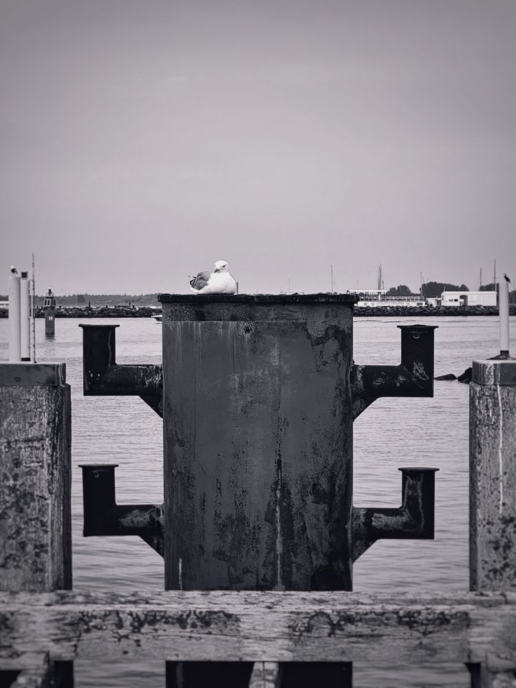 Das schwarz-weiß Foto zeigt ein Befestigungspunkt im Hafen von Warnemünde. Vier Anschlagpunkte an einer großen Säule und eine darauf sitzende Möwe.

Die Szene lebt vom Kontrast zwischen Natur (Wasser, Vogel, Pflanzenbewuchs) und Industrie (Metall, Holzpfähle, Rost). Sie wirkt ruhig und etwas melancholisch – fast wie ein stiller Moment in einem sonst geschäftigen Hafen.