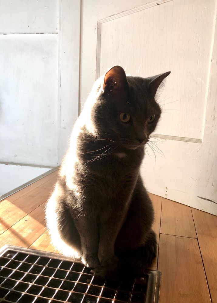 Image is of a grey cat with yellow eyes sitting next to a heating vent with the morning sun shining on him from a window out of the frame of the photo to the left of the cat 