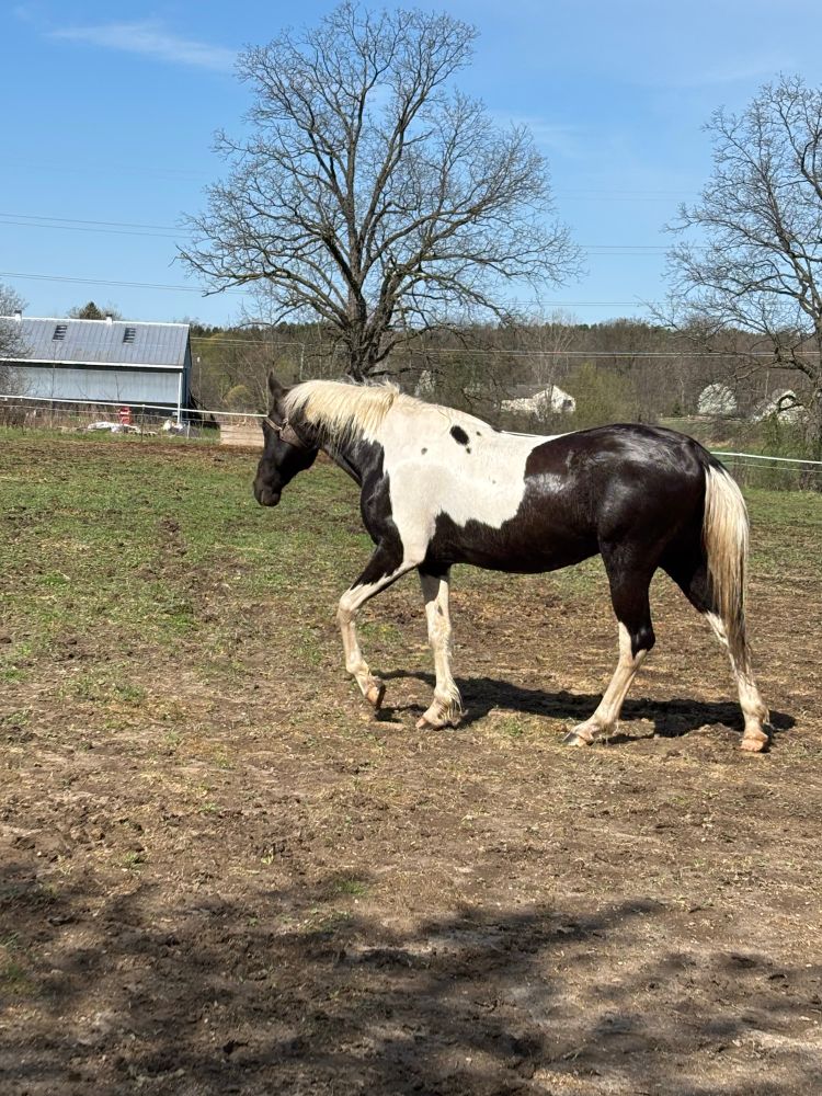 Brown and white paint saddlebred horse in a pasture