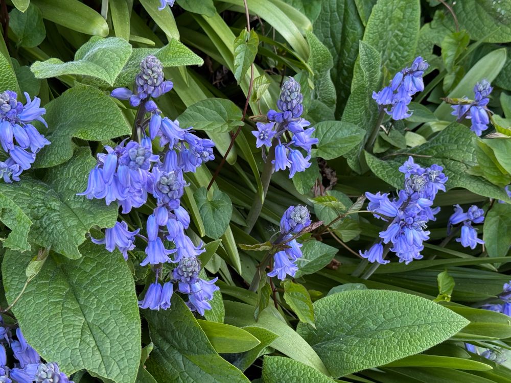 Bluebells (I think)