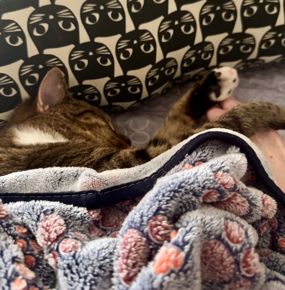 A black and brown tabby cat sleeps under a blanket and rests her paws on her human’s hand. Kenna the bipod cat. 