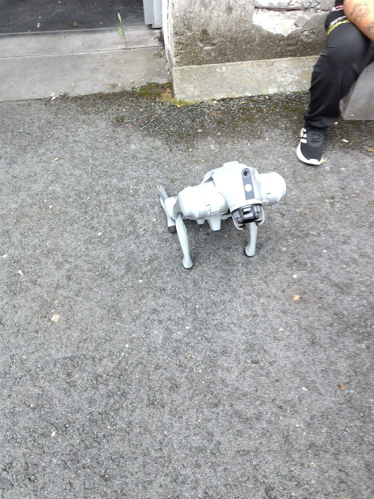 A robotic dog, sitting on its back legs.