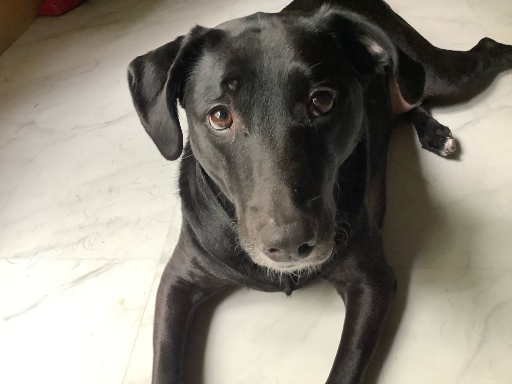 A black Labrador laying on a white floor waiting impatiently for her dinner 