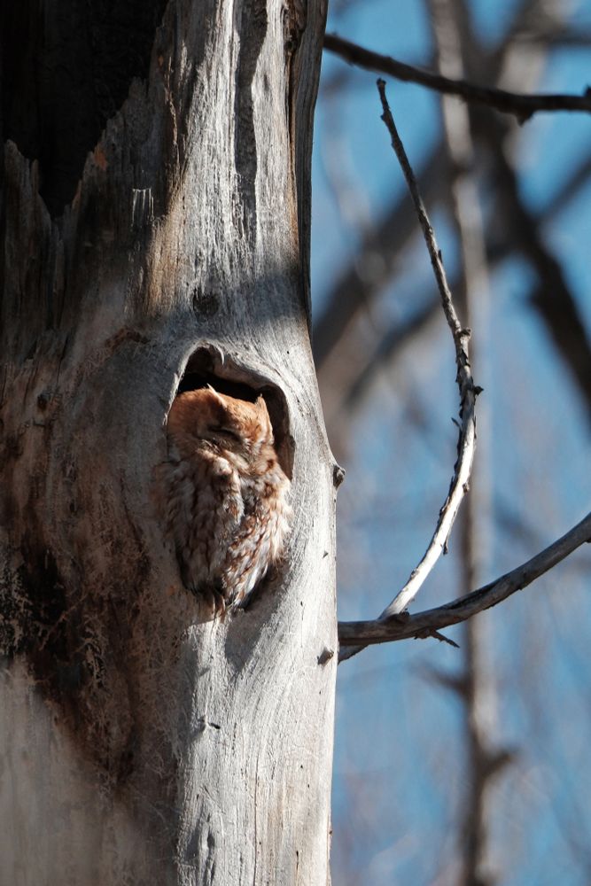 An eastern screech owl, rufous morph, sleeping in the entrance to its nest