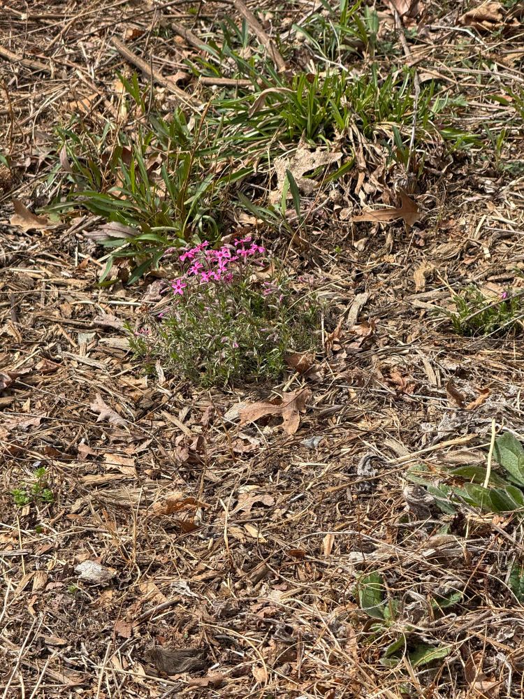 Pink blooms of a creeping phlox