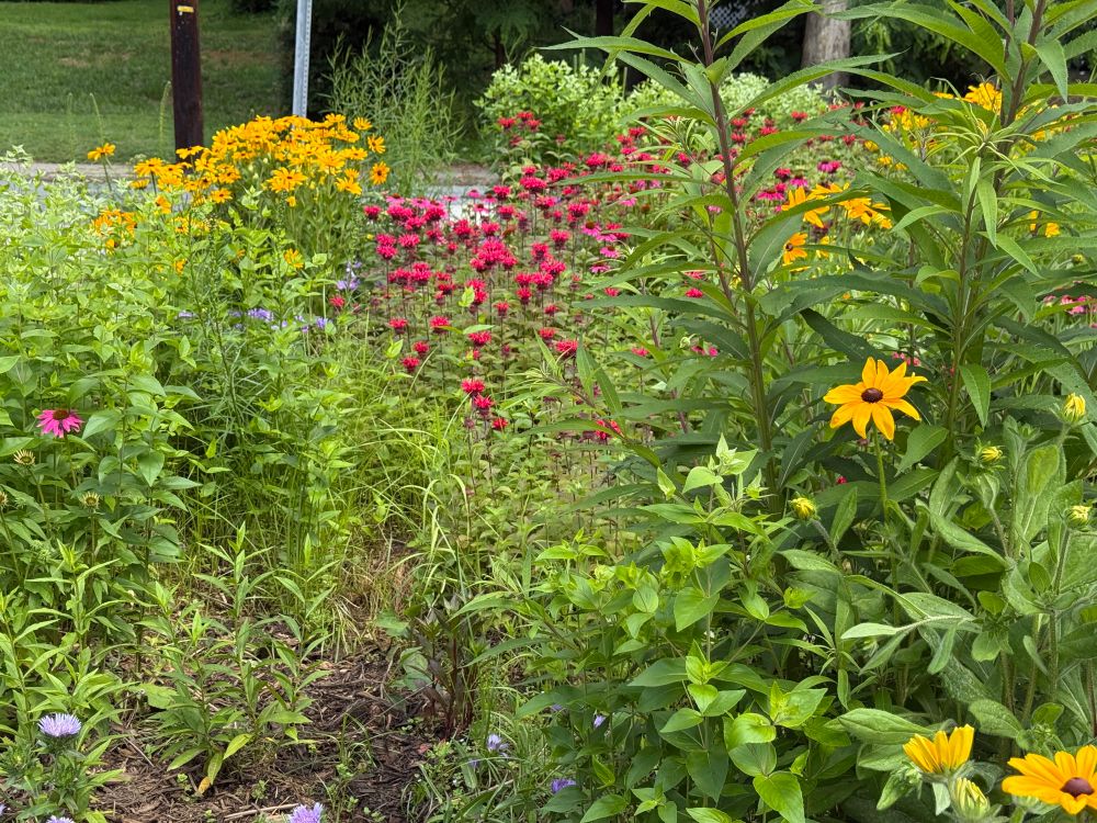 A closeup view of the garden. Native flowers of red, yellow, and violet can be seen