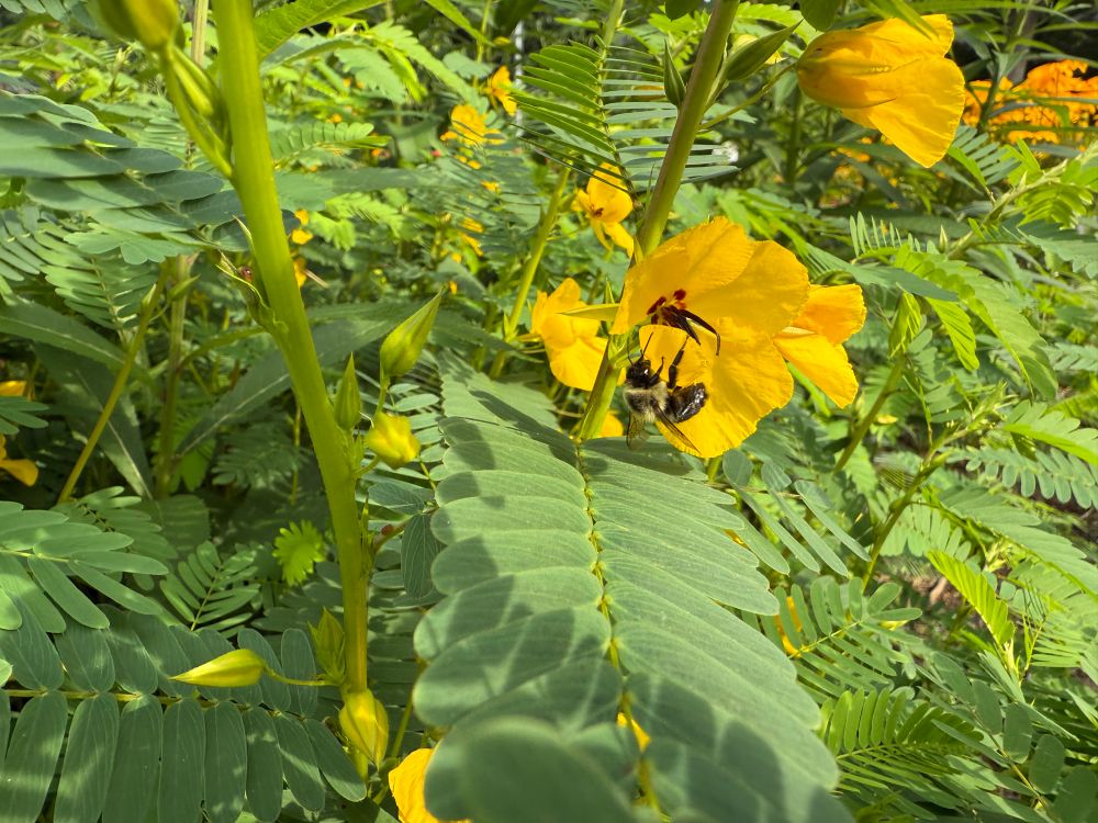 A closeup of partridge pea with a foraging bumblebee