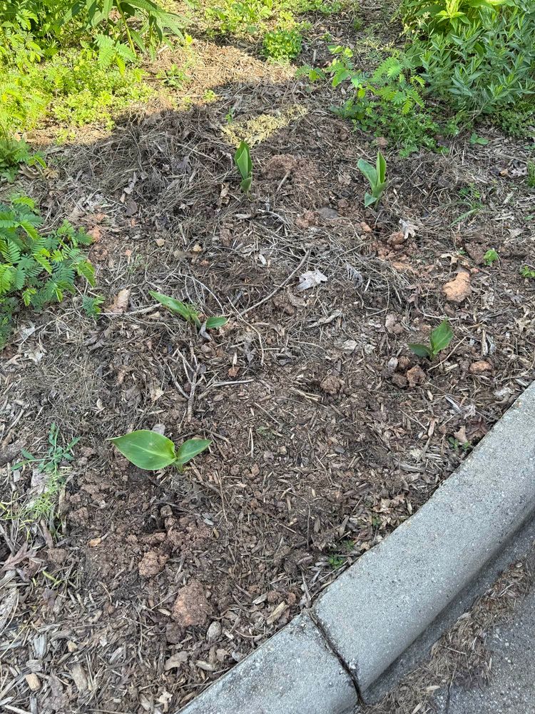 A photo of a patch of small canna lilies in some dry loamy soil. 