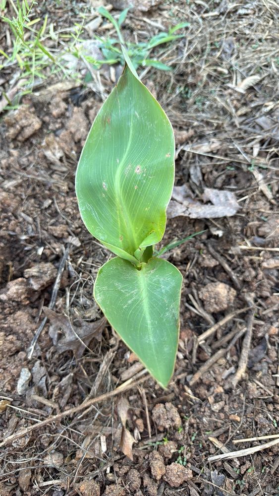 A photo is a small canna Lilly in some dry loamy soil. 
