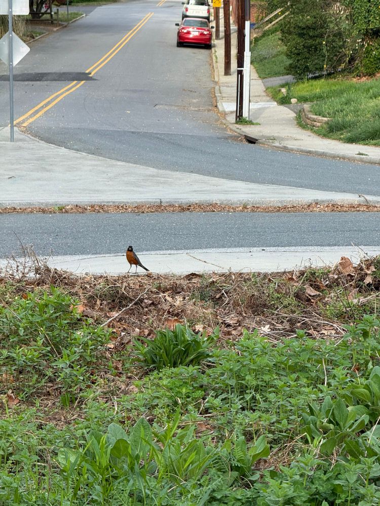 A robin standing on a sidewalk next to a garden