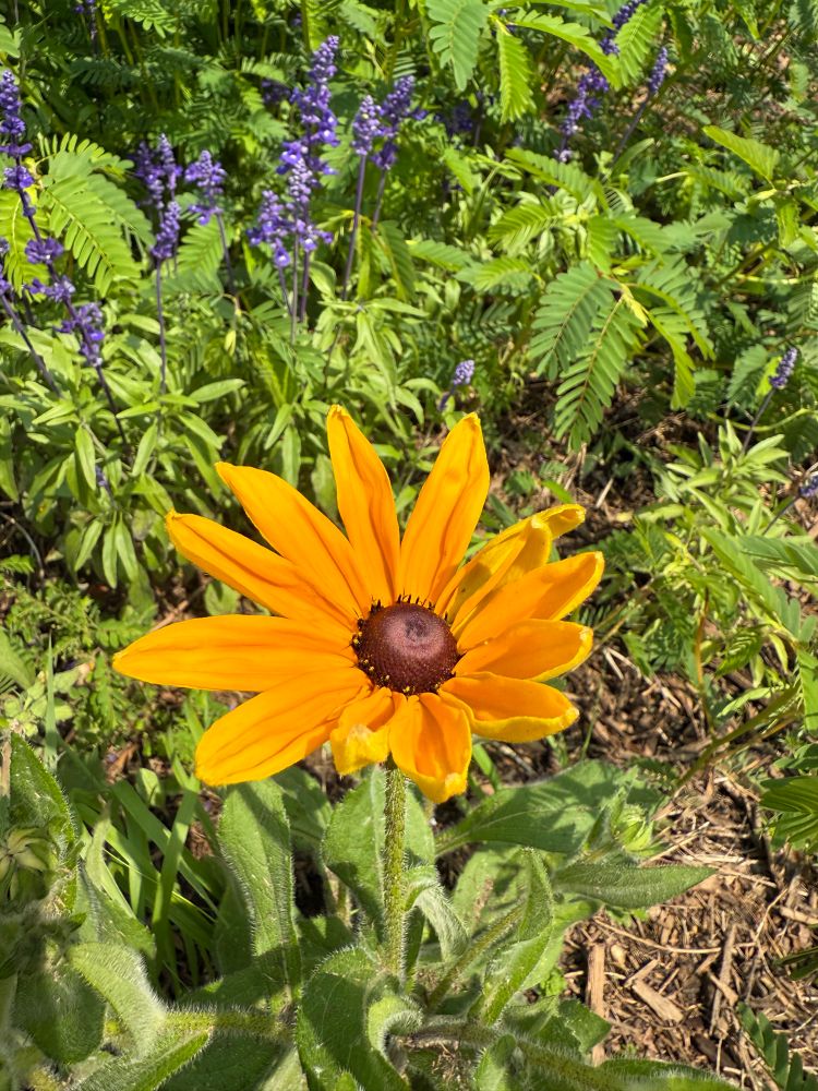 A closeup of a rudbeckia hirta 