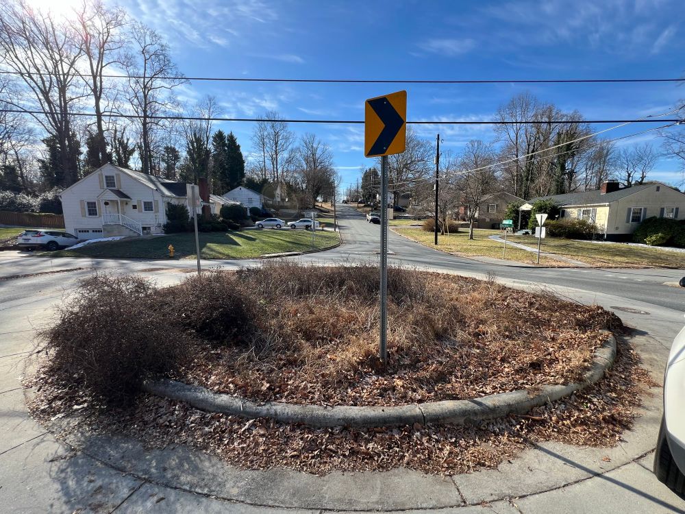 A dormant native garden in a traffic circle in late winter. 