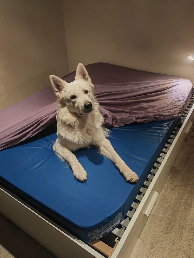 Tugdual, berger blanc suisse, couché sur un matelas, sous le drap dont seulement trois coins ont pu être mis.