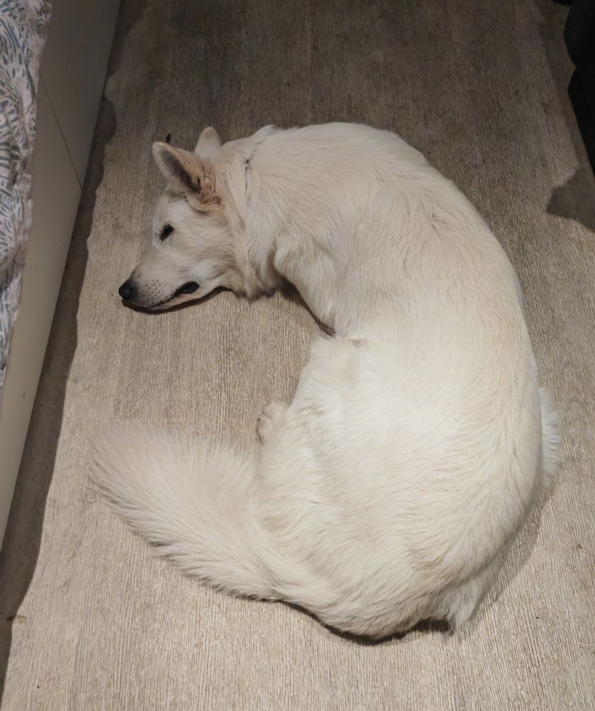 Tugdual, chien berger blanc suisse, endormi au sol. Il prend la forme d'une demi-lune avec son corps. (C'est très mignon).