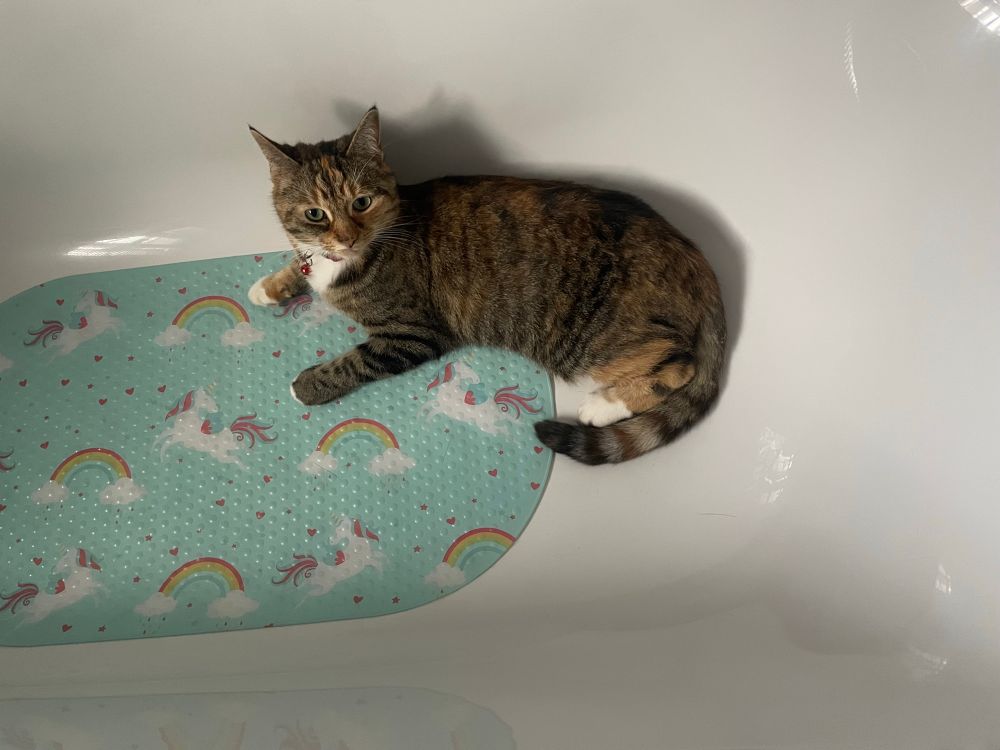 Tabby cat in bath no water laying on a unicorn and rainbow kids bath mat 
