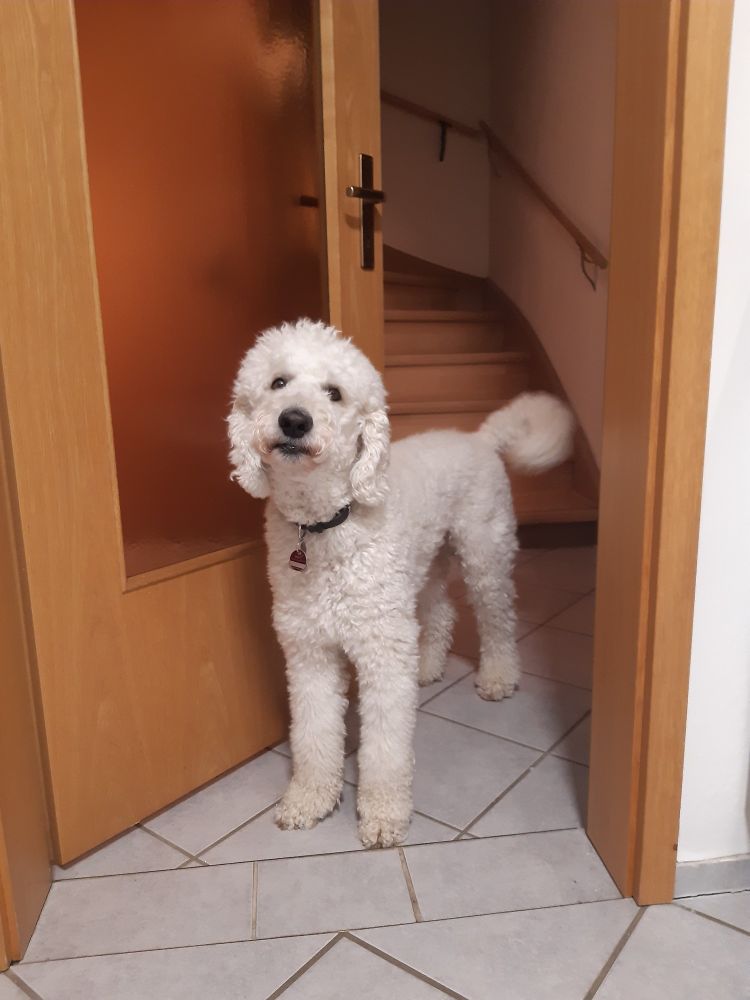 Ein großer, sehr süßer weißer Pudel steht in der Tür und wedelt dabei mit dem Schwanz