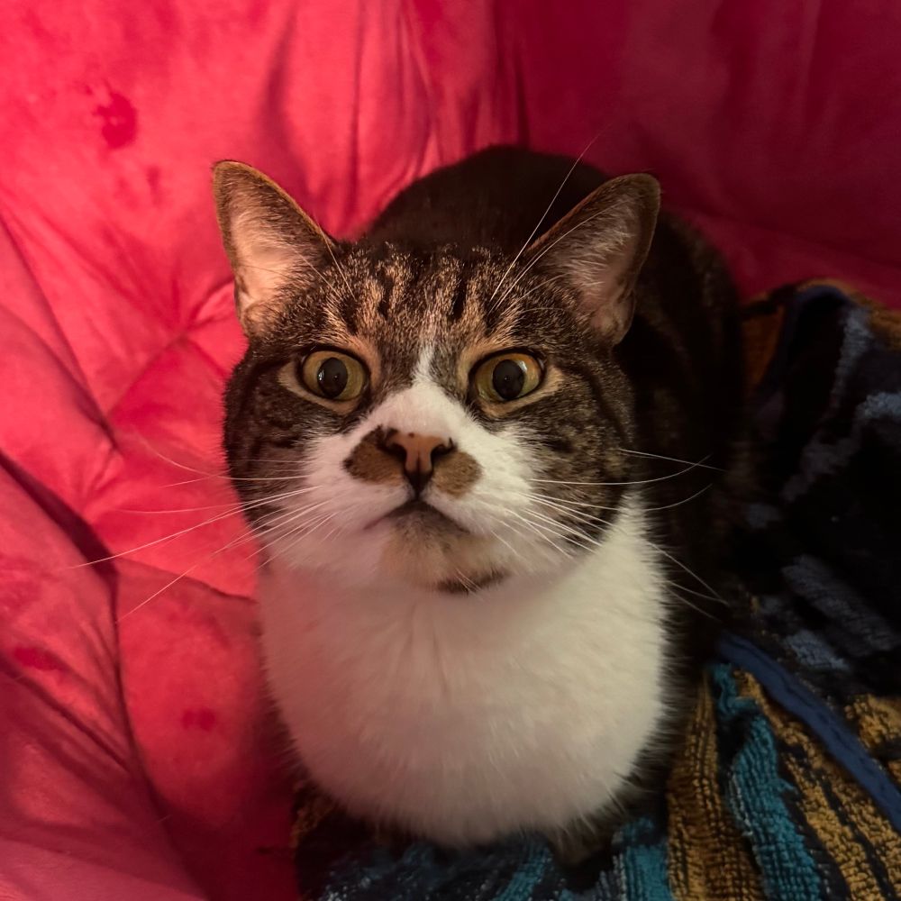 A brown and White House cat sitting in a pink chair. The cat is looking at the camera with wide eyes. 