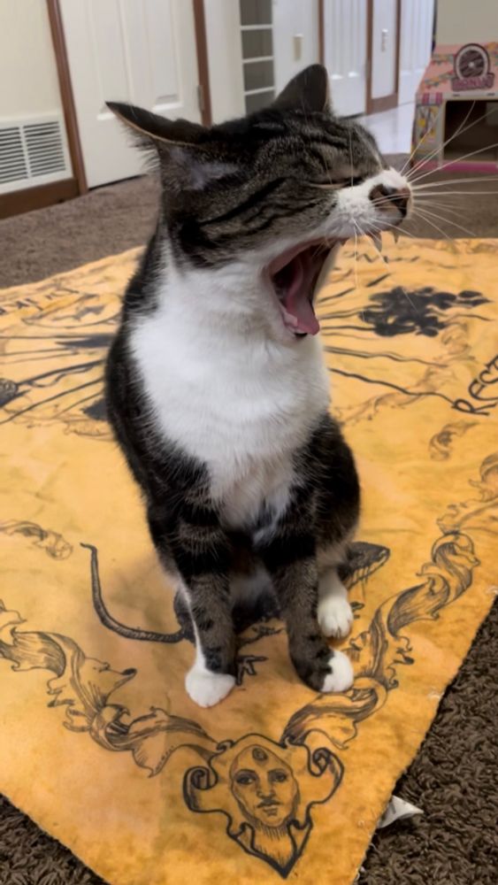 A cat sitting on a blanket and yawning