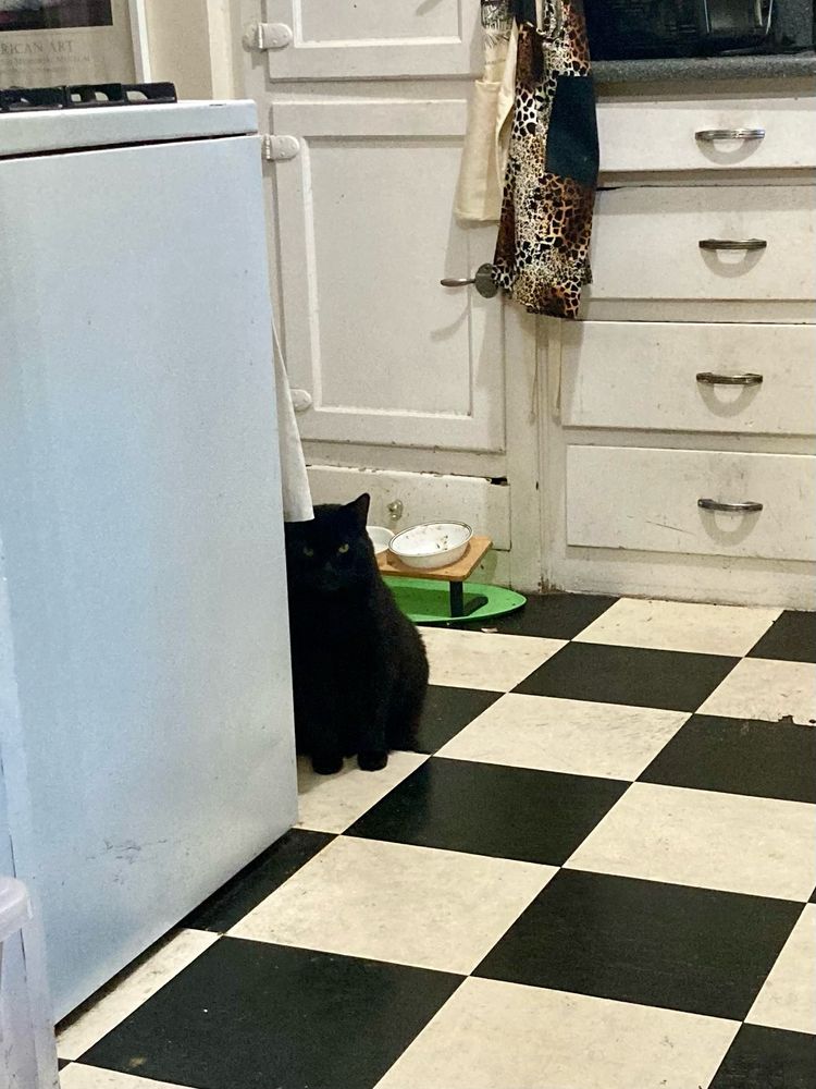 A black cat sitting on a kitchen table staring at the camera. 
