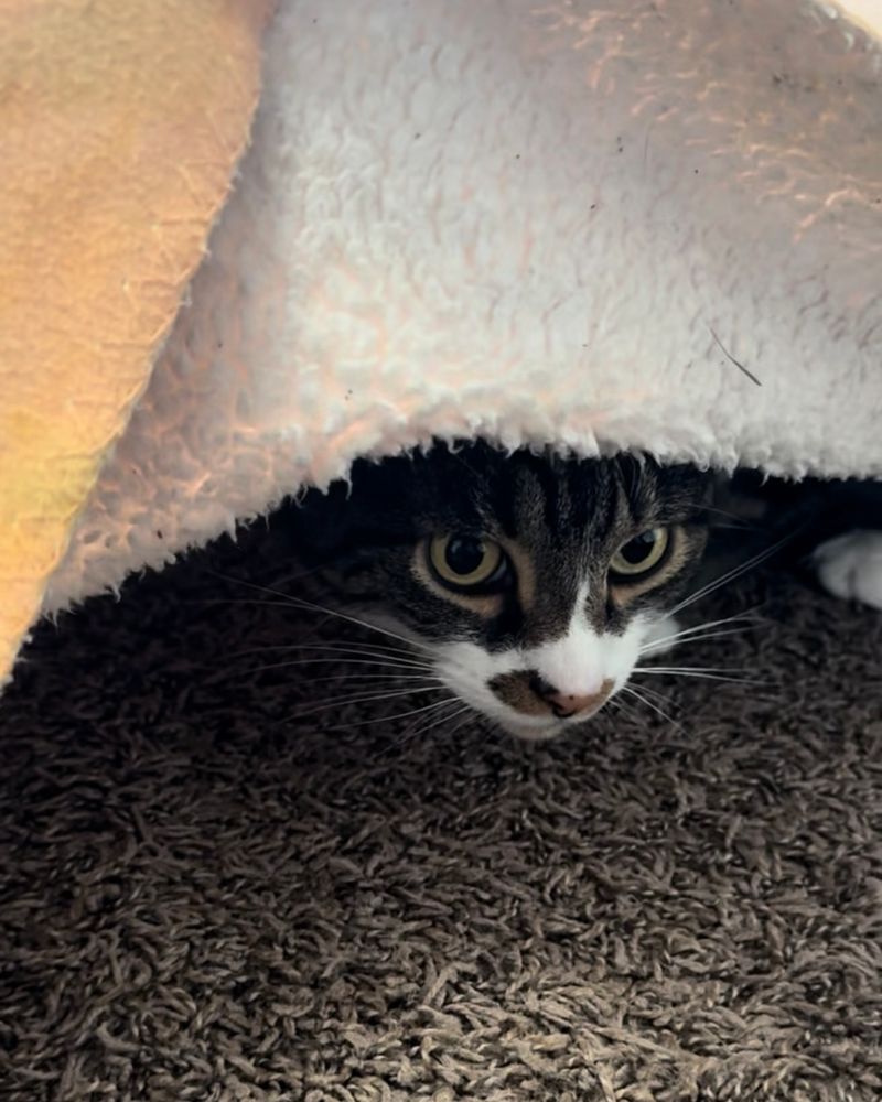 A cat peeking its head out from underneath a blanket