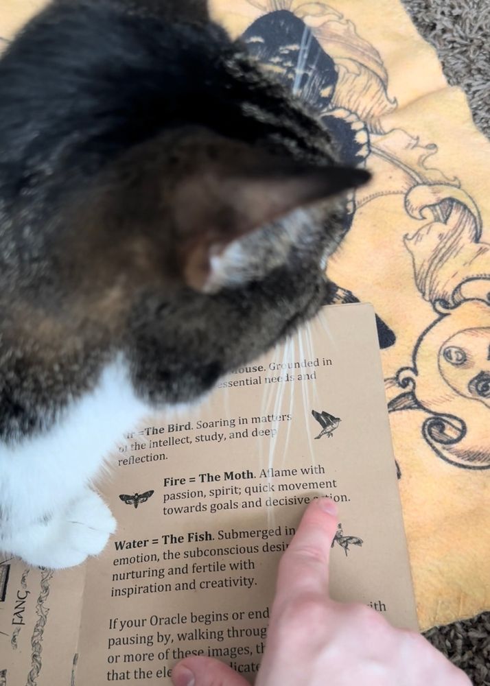 A tabby cat sitting on top of a book their owner is trying to read. 