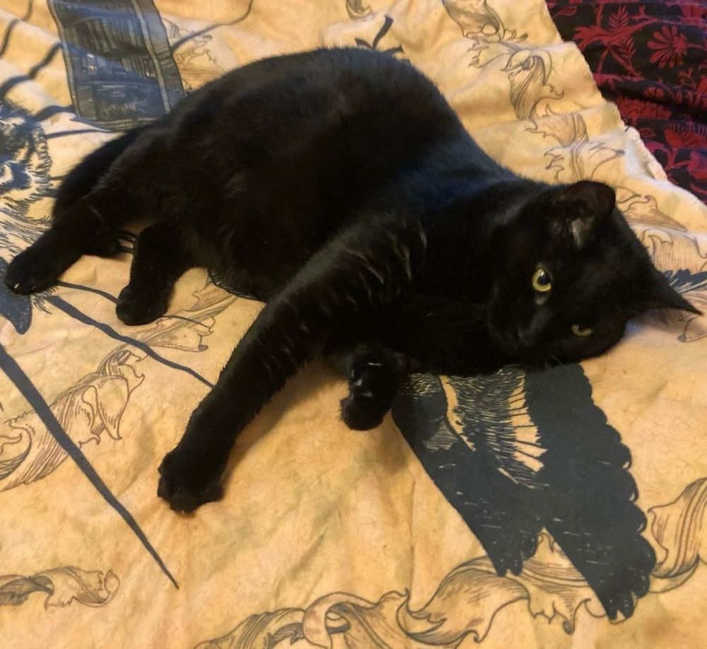 A black cat laying on top of a yellow blanket. The blanket has an illustration of a bird on it. 