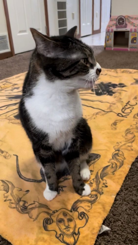 A cat sitting on a blanket