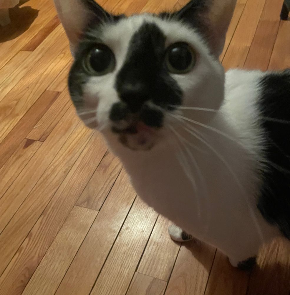 A black and white cat with big eyes looking at the camera
