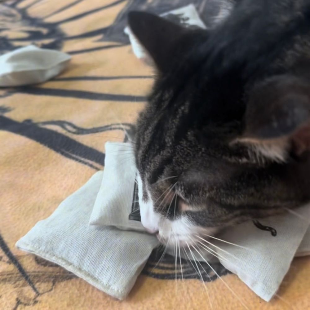 A cat rubbing their face on a pile of cat toys
