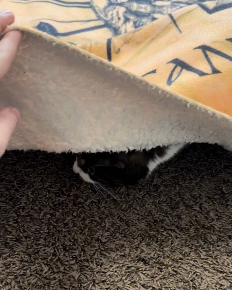 A cat peeking its head out from underneath a blanket