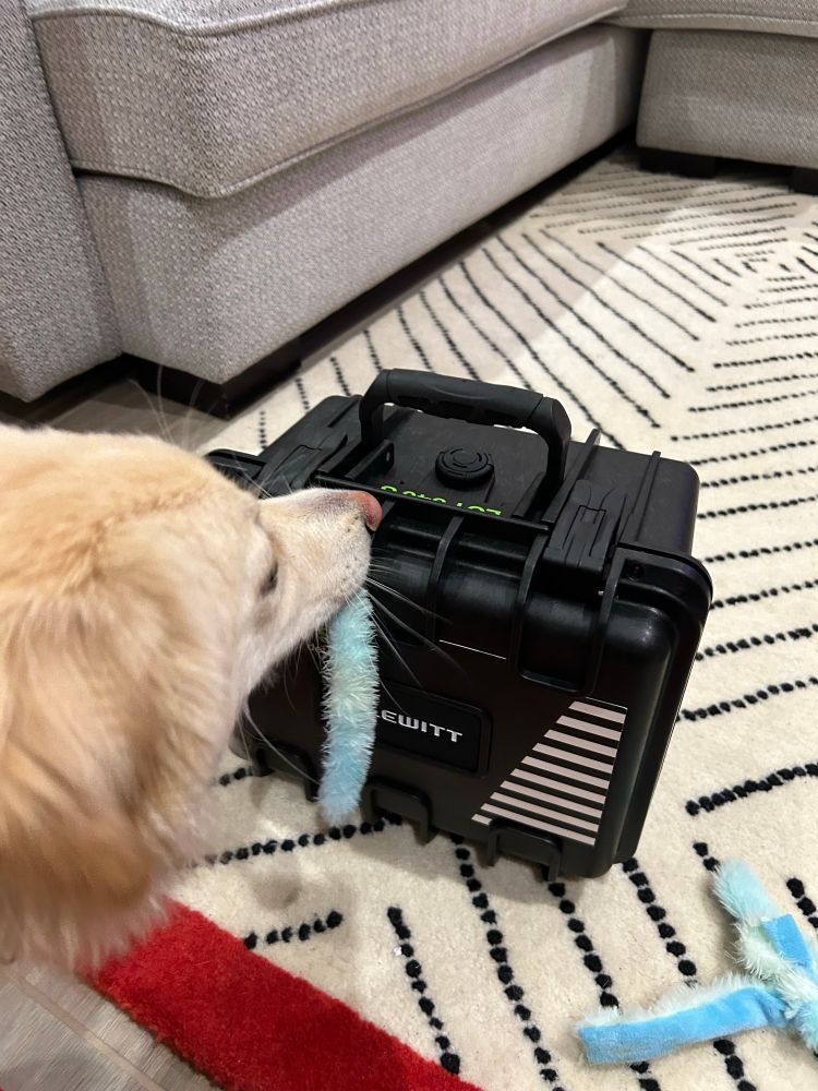 Mango smelling a fancy case of LCT 540S 
