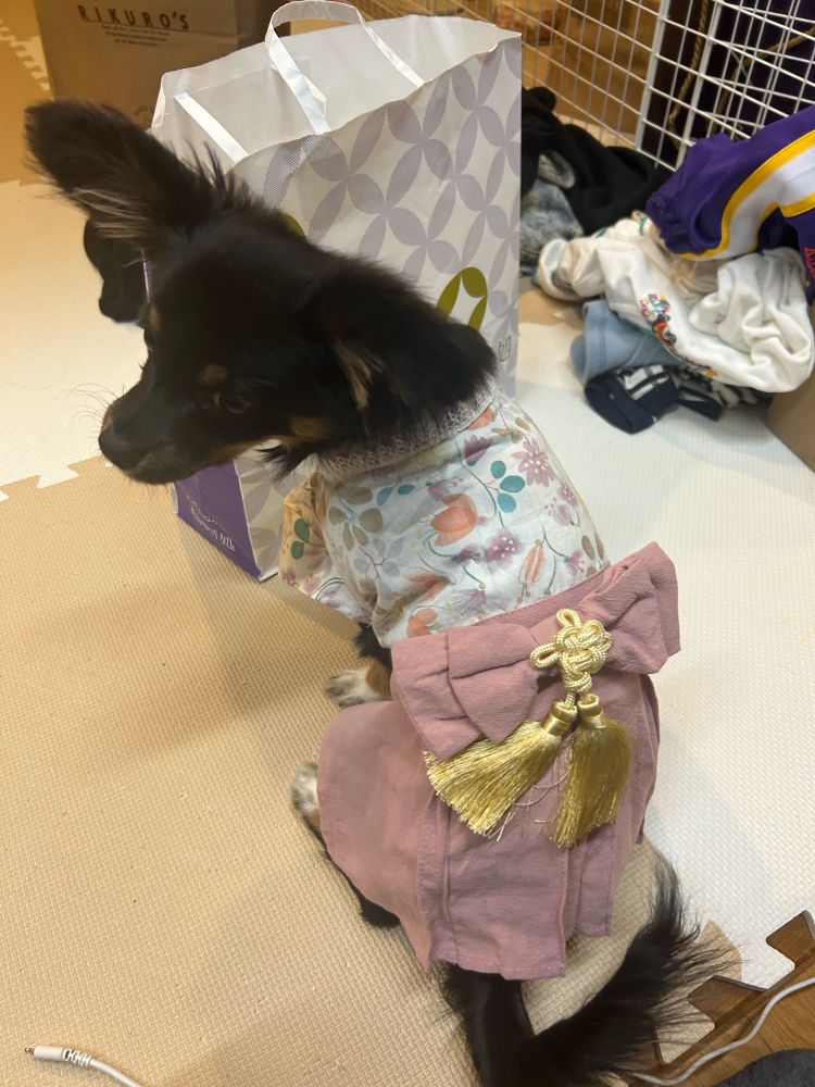 実家のナナちゃんの袴きゃわ