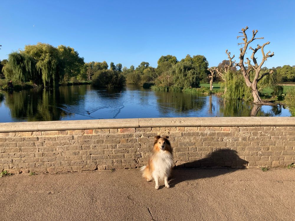 A landscape photo of a sable Sheltie (Shetland Sheepdog) on a bridge over a wide expanse or river. The small dog is sitting proudly looking straight at you, ears up, fluffy belly still white. The sky is very blue and clear , the water is calm and still, reflecting the weeping willows and other green trees around it. It looks like a lake, but is actually the River Cray in Bexley, SE London. You can’t see the ducks and swans in the photo, but they were there. You can see the v-shaped wake left by a duck on the water. Calm and beautiful. 